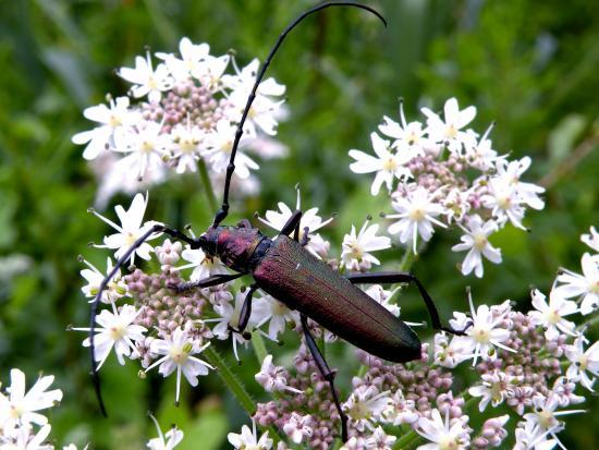 Aromia Moschata