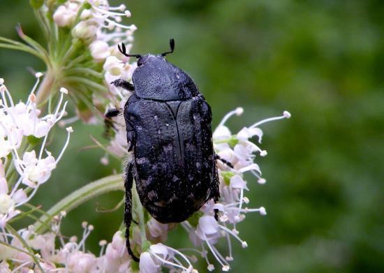 Oxythyrea Funesta