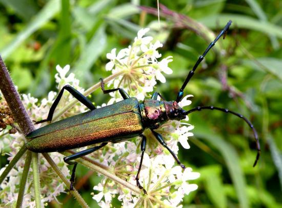 Aromia Moschata