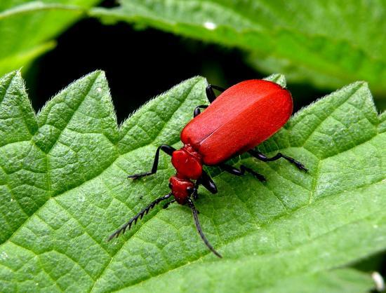 Pyrochroa Serraticornis