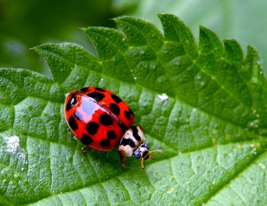 Harmonia Axyridis