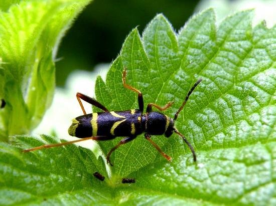 Clytus Arietis