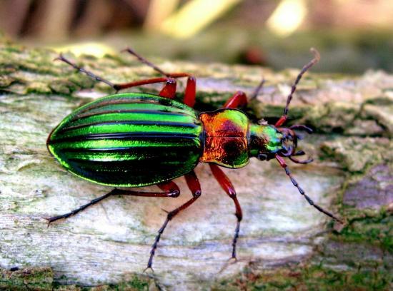 Chrysocarabus Auronitens Fabricius