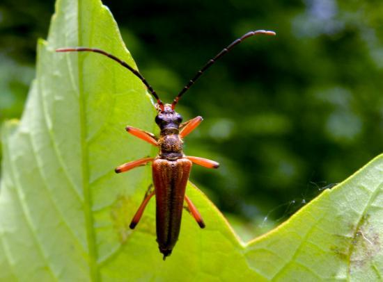 Stenochorus Meridianus