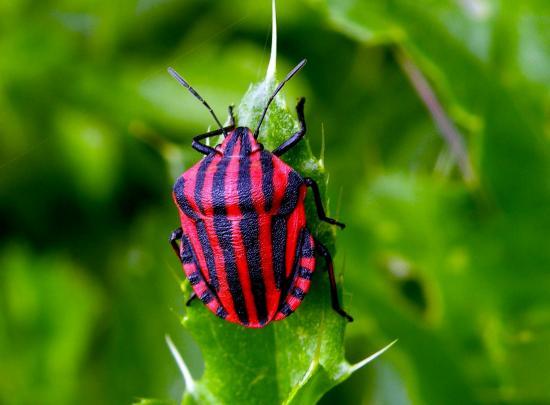 Graphosoma Italicum