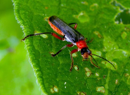 Cantharis Pellulide