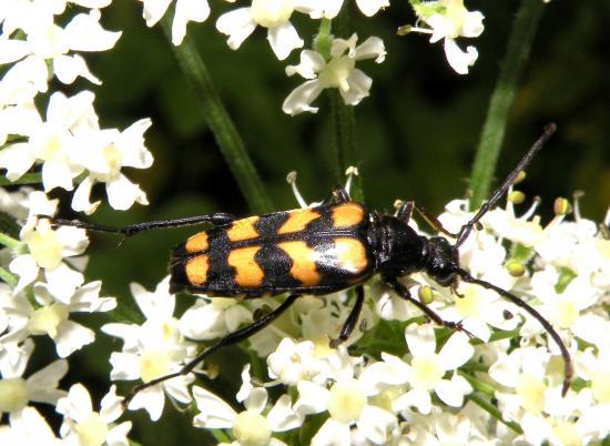 Leptura Quadrifasciata