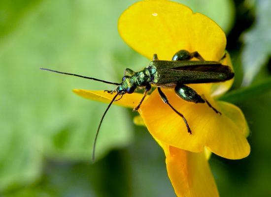 Oedemera Nobilis