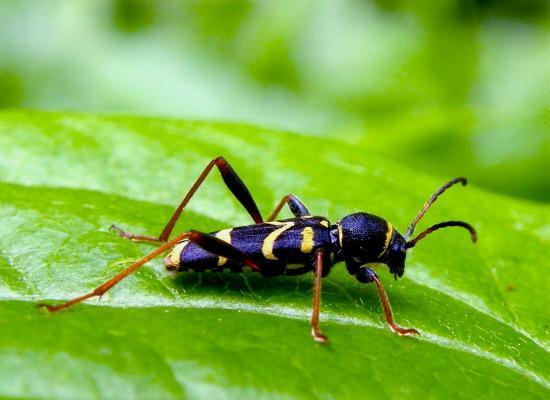 Clytus Arietis