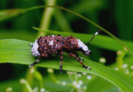 Platystomos Albinus