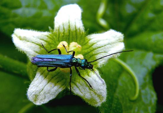 Oedemera Nobilis