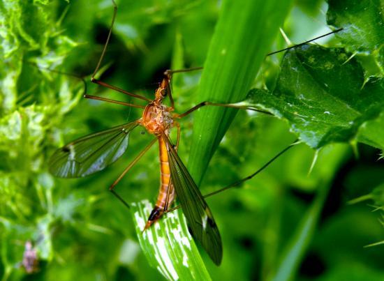 Tipula Paludosa