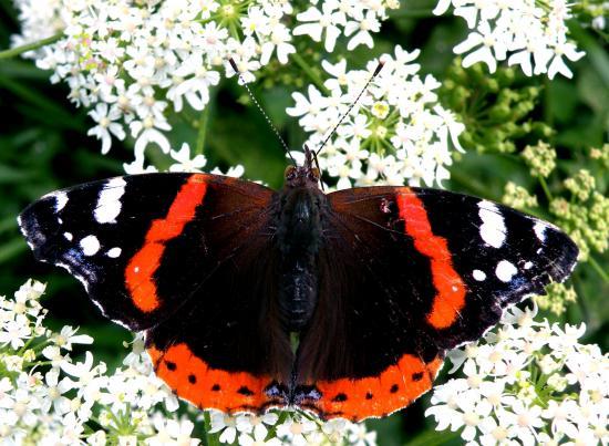 Vanessa Atalanta