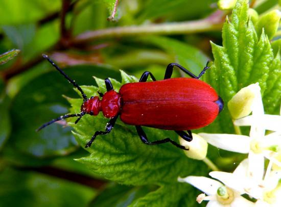 Pyrochroa Serraticornis