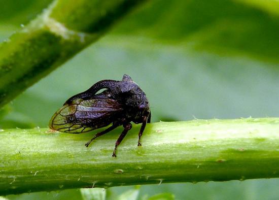 Centrotus Chloroticus