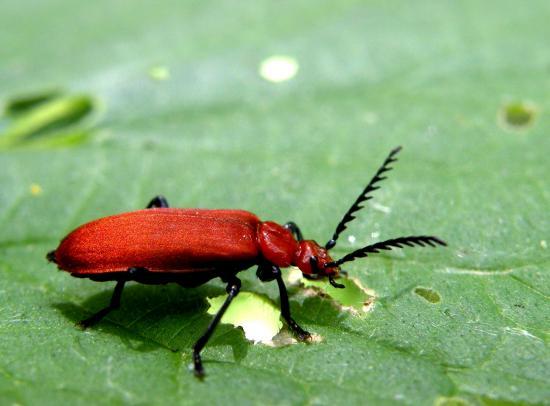 Pyrochroa Serraticornis