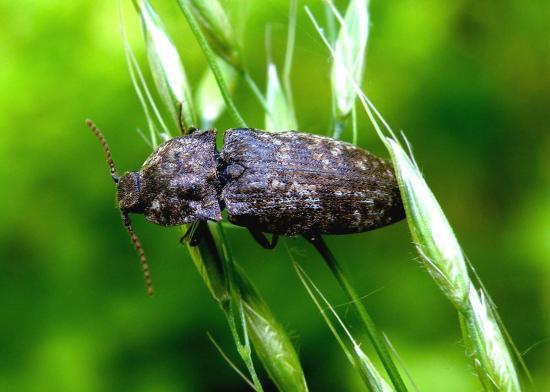 Agrypnus Murinus