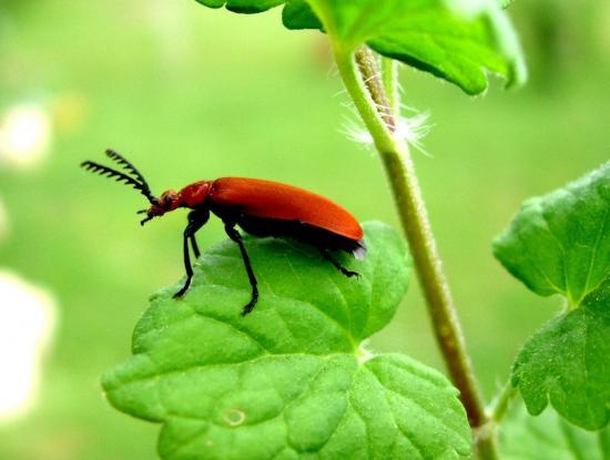 Pyrochroa Serraticornis