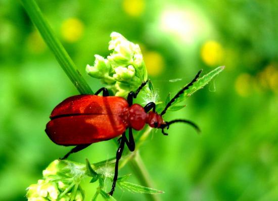 Pyrochroa Serraticornis