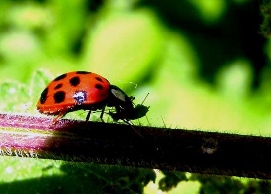 Harmonia Axyridis