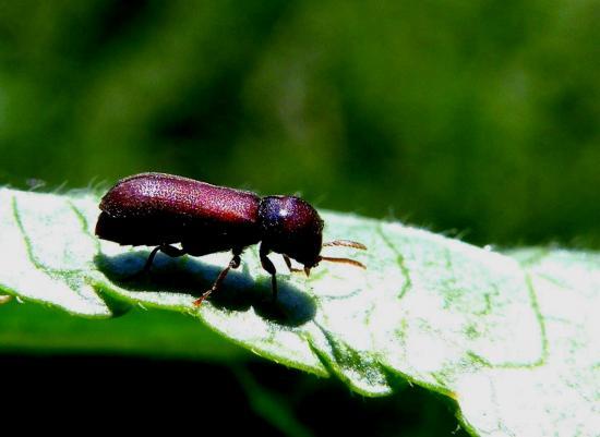 Xyleborinus Saxesenii