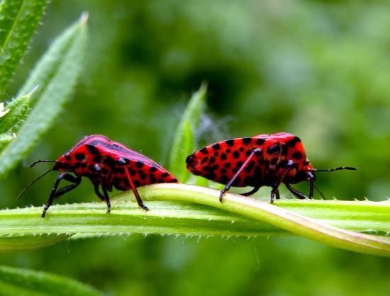 Graphosoma Italicum