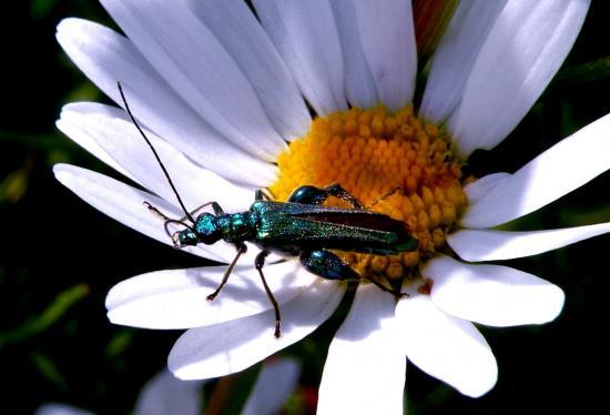 Oedemera Nobilis