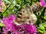 Parnassius Apollo