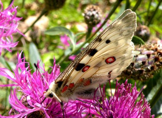 Parnassius Apollo