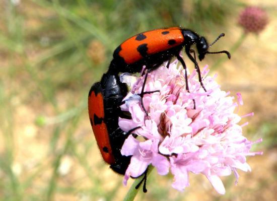 Mylabris Quadripunctata