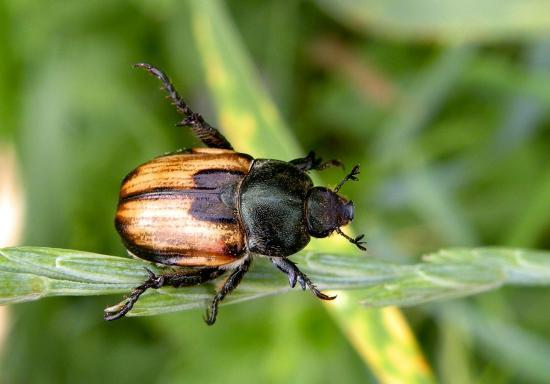 Anisoplia Remota