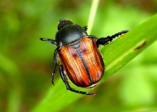 Anisoplia Remota