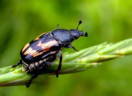 Anisoplia Remota