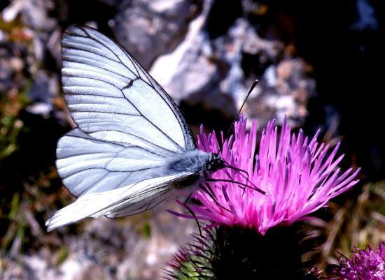 Aporia Crategi