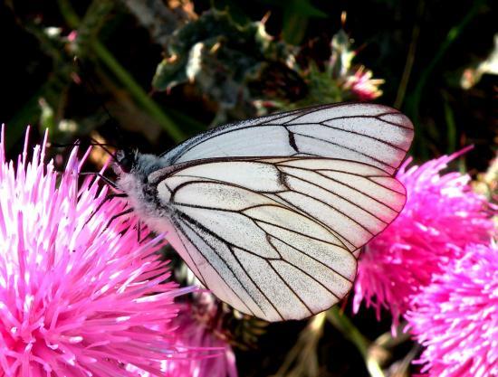 Aporia Crategi