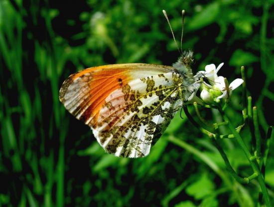 Anthocharis Cardamines