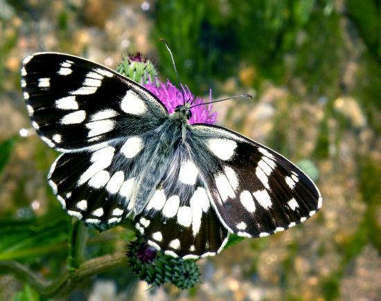 Melanargia Galathea