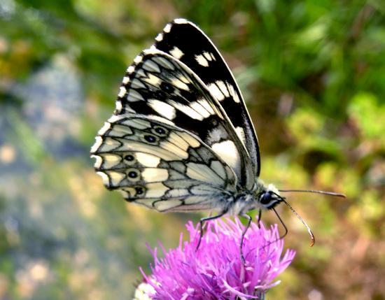 Melanargia Galathea