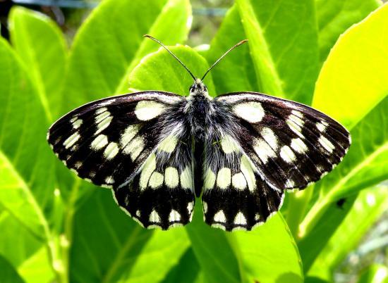 Melanargia Galathea