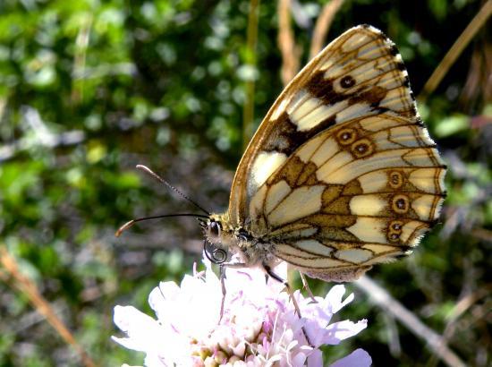 Melanargia Galathea