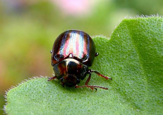 Chrysolina Americana