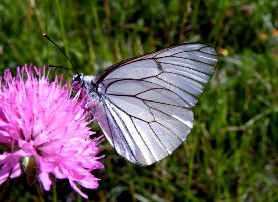 Aporia Crategi