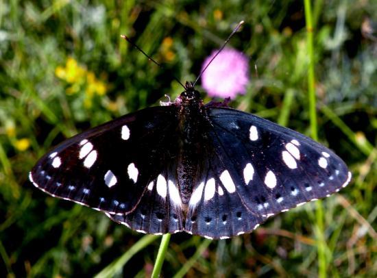 Limeniti Reducta