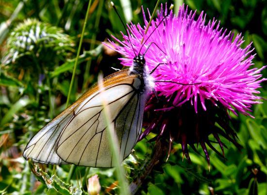 Aporia Crategi