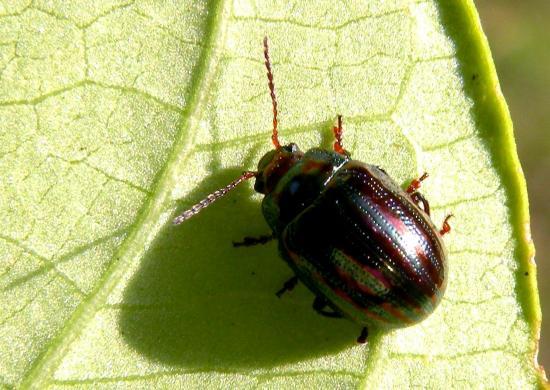 Chrysolina Americana