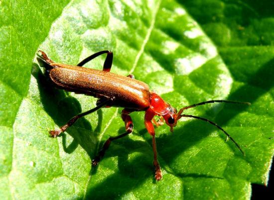 Cantharis Livida