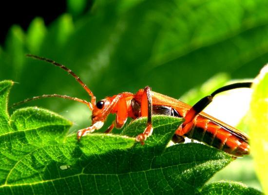 Cantharis Livida