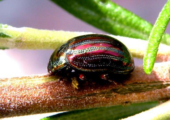 Chrysolina Americana