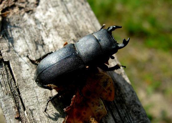 Dorcus Parallelipipedus