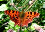 Polygonia C. Album